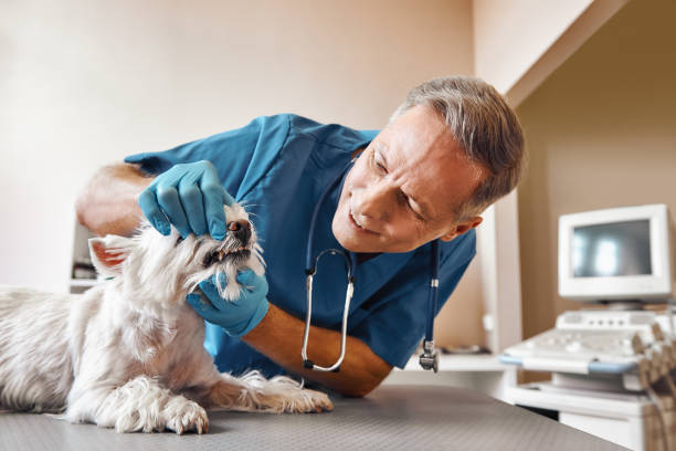 Best Emergency Broken Tooth Repair in Montz, LA